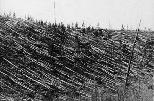 Tunguska Trees